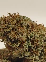 puff3.webp