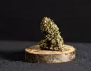 Guru Dream