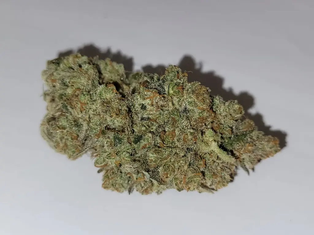 Indoor Platinum Gazzy Dream 