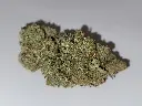 Indoor Platinum Gazzy Dream 