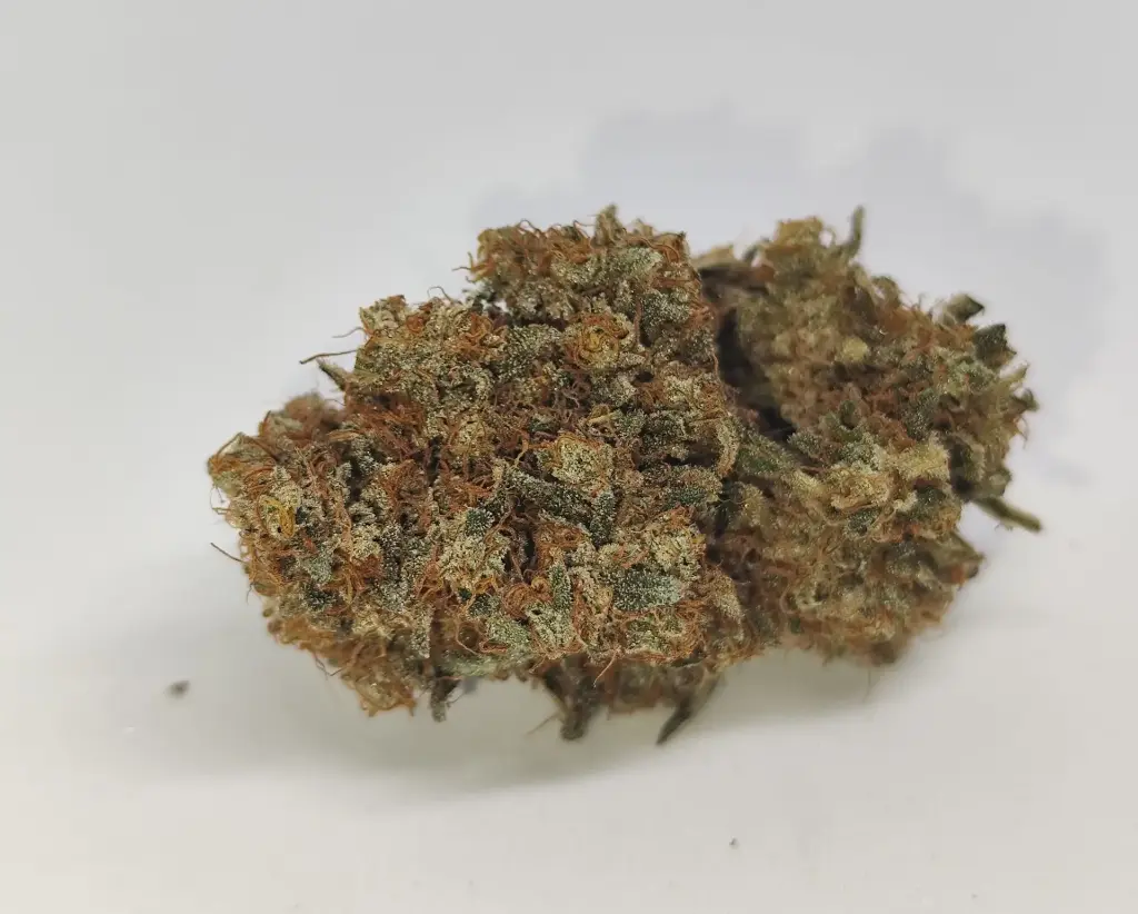 Indoor Legendary Skunk 