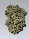 Indoor G2 Kush
