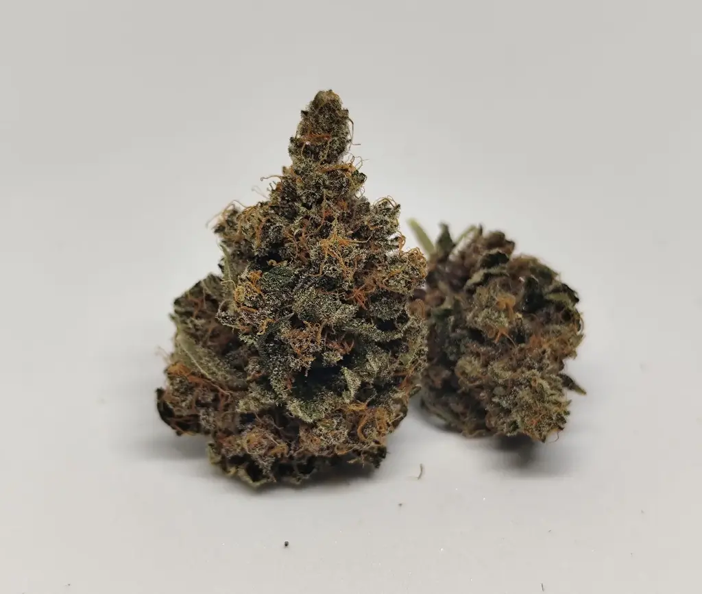 Indoor Rainbow Sherbet