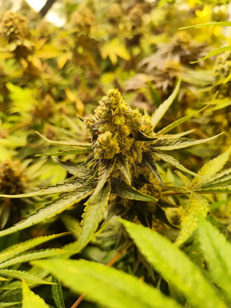 Pack Découverte 5 Variétés Indoor x 2g