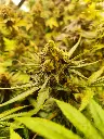 Pack Découverte 5 Variétés Indoor x 2g