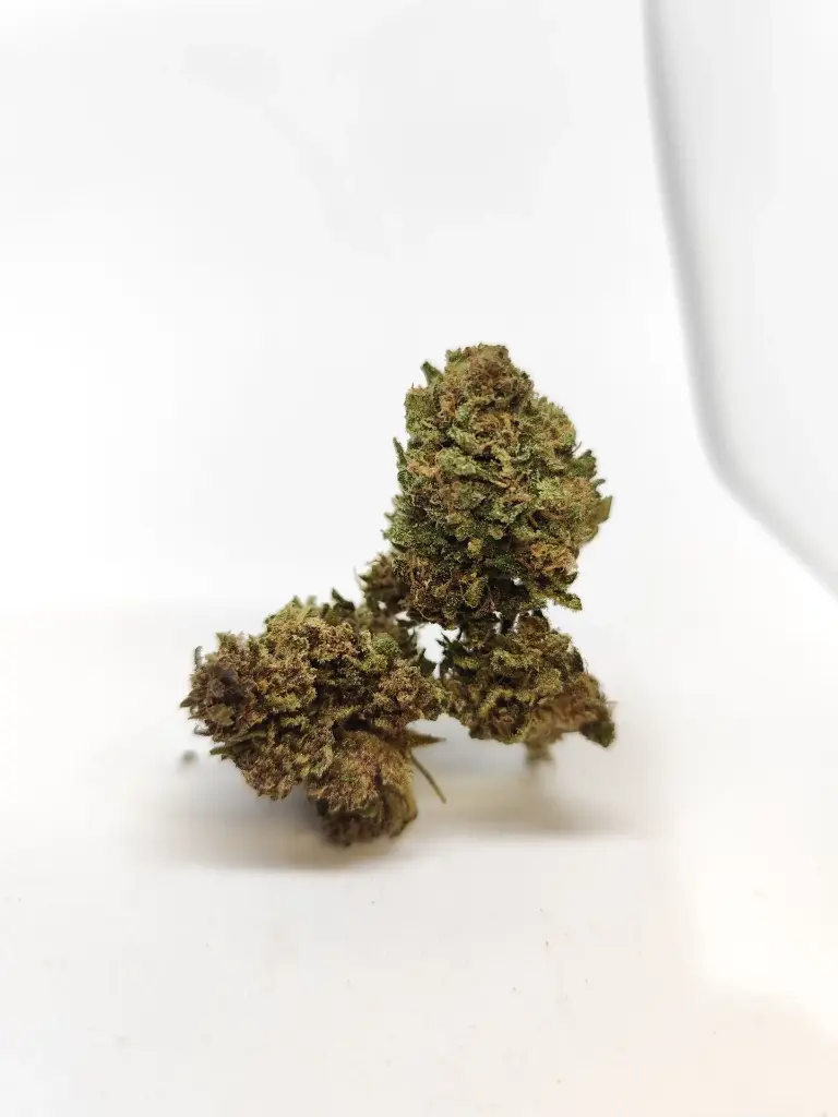 Outdoor Orange Fritter (1g)