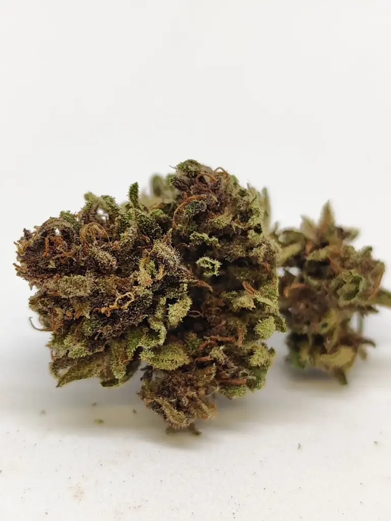 Outdoor Rainbow Sherb Récolte 2025 (1g)