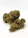 Outdoor Shao x OZK