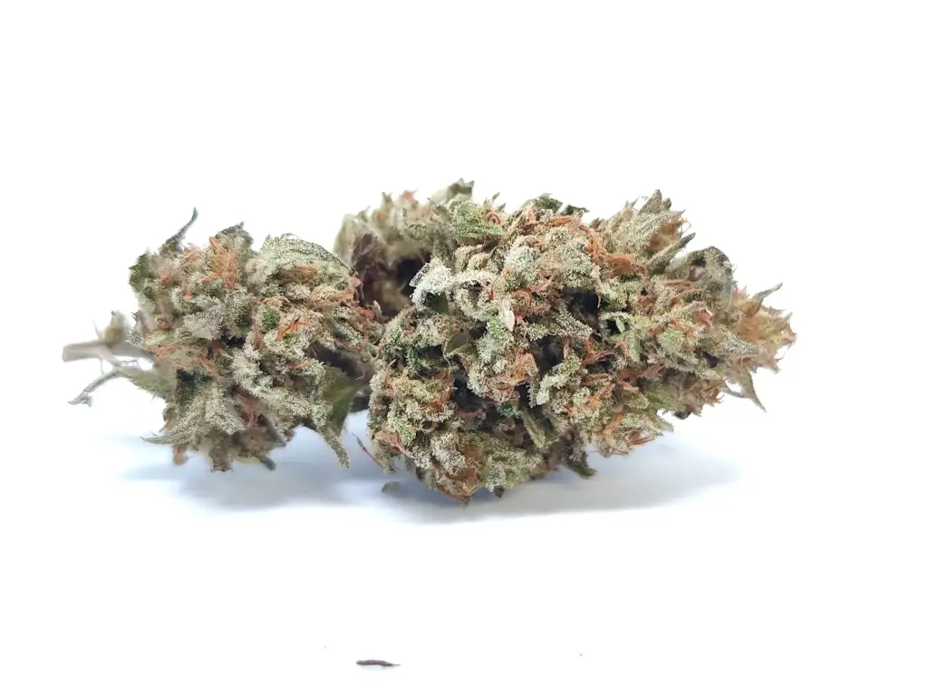 Outdoor Tropical Fruit Récolte 2025 (1g)