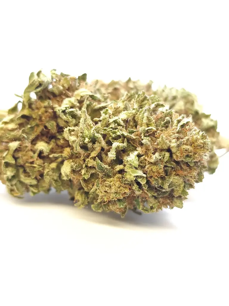 Outdoor Zombie Flow (1g)