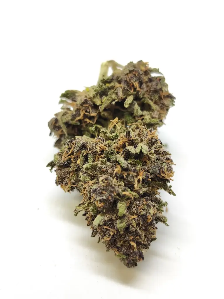 Outdoor Tropi Mango Récolte 2025 (1g)