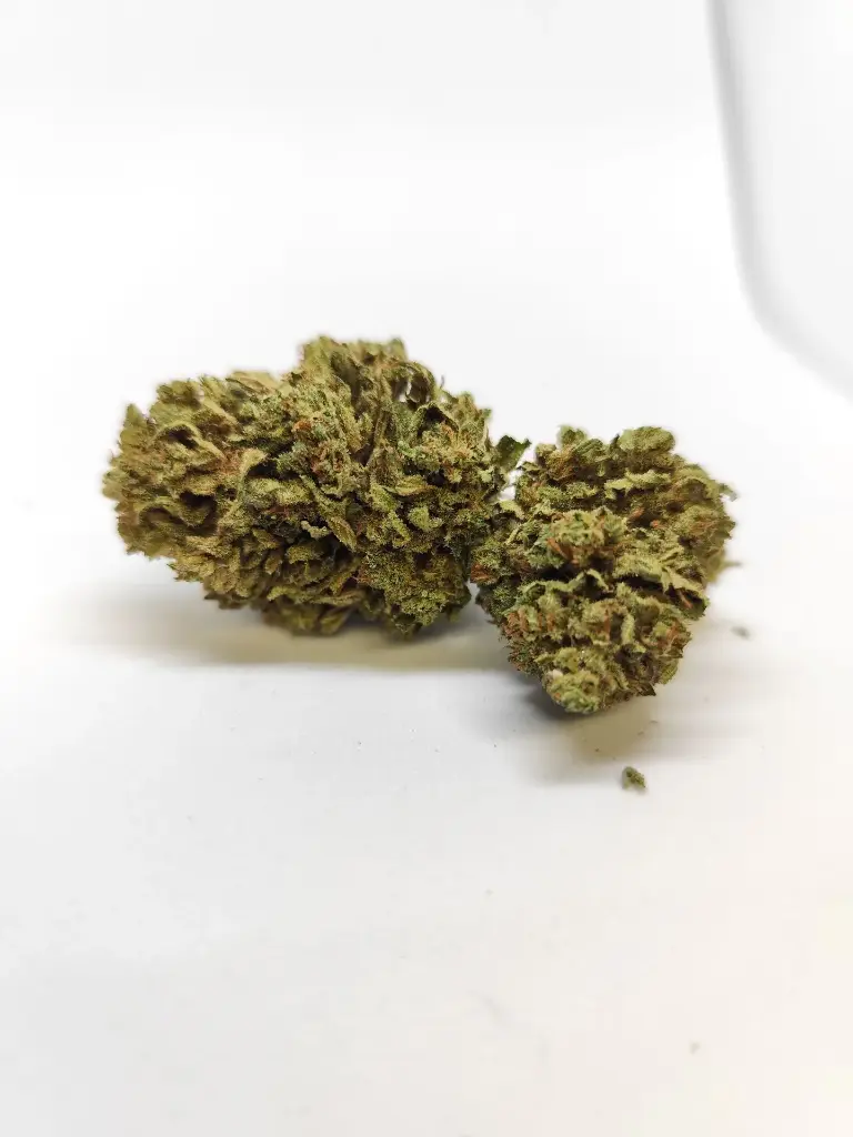 Outdoor Lémon Buddha Récolte 2025  (1g)