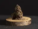 Platinum Gazzy Dream