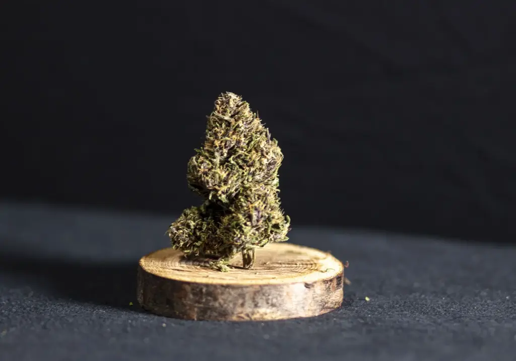 Outdoor Blueberry Kush 