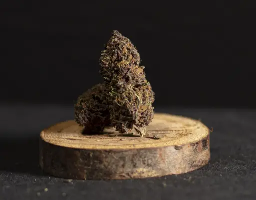 Outdoor Platinum Gazzy Dream Outdoor