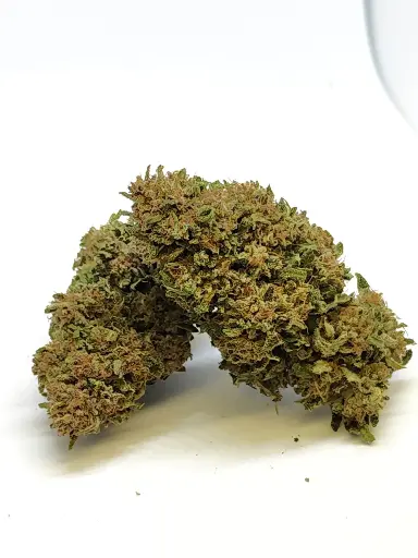 Outdoor Legendary Skunk Récolte 2025