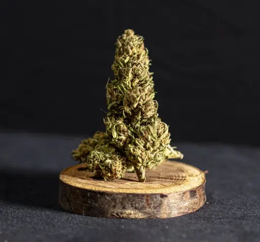 Outdoor Gotta Sherb 