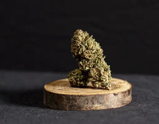 Guru Dream