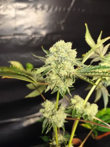 Indoor Legendary Skunk 