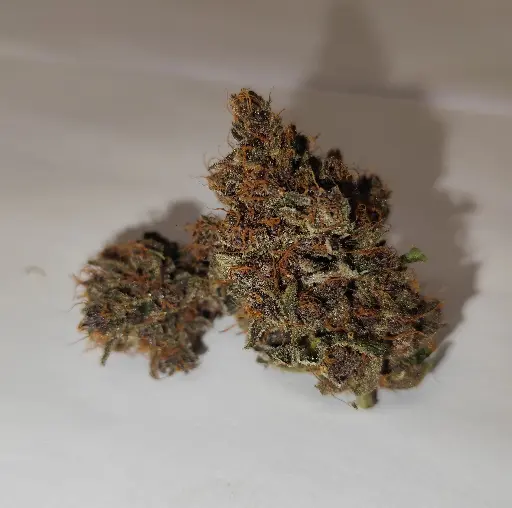 Indoor Rainbow Sherbet