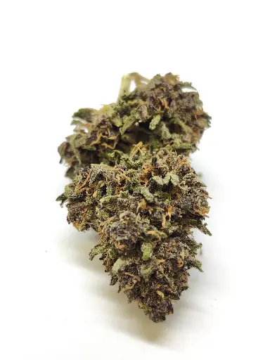 Outdoor Tropi Mango Récolte 2025